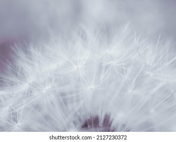 Dandelion cap with seeds close-up. Light summer floral background. Airy and fluffy wallpaper. Tinted backdrop. Dandelion parachutes wallpaper. Macro - Shutterstock ID 2127230372