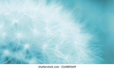 Dandelion cap with seeds close-up. Summer floral background. Airy and fluffy wallpaper. Light blue tinted backdrop. Dandelion parachutes wallpaper. Macro - Shutterstock ID 2164805649