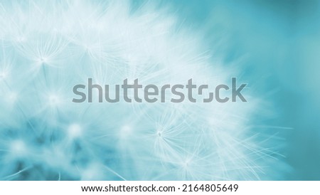 Dandelion cap with seeds close-up. Summer floral background. Airy and fluffy wallpaper. Light blue tinted backdrop. Dandelion parachutes wallpaper. Macro