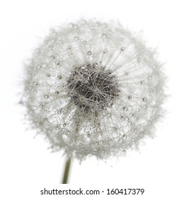 Dandelion Clock