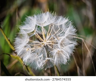 Dandelion clock close up macro