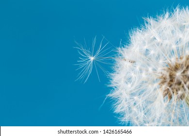 Dandelion clock, close-up, macro - Image 