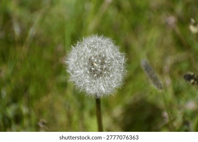 dandelion clock in field summer