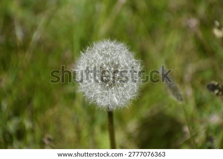 dandelion clock in field summer