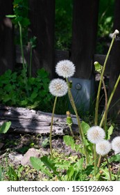 Dandelion clock in the garden