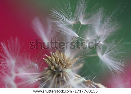 Similar – dandelion Life Harmonious