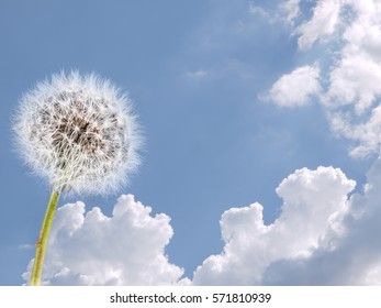 Dandelion Clock, Seed Head Over Summer Sky. Weather, Fresh Air, Clean Healthy Environment Concept.  