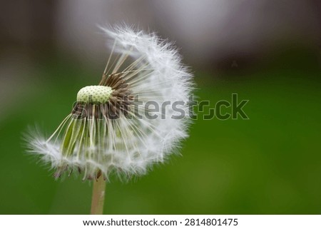 Dandelion clock white, wispy pappus