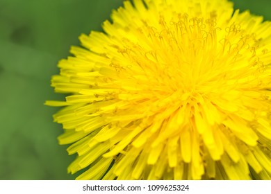 dandelion close up