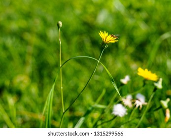 Dandelion close up