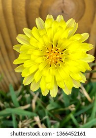 Dandelion close up