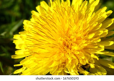 dandelion close up