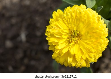 dandelion close up