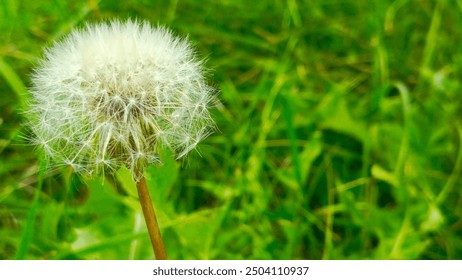 Dandelion close up in seed stage on green blurred background. - Powered by Shutterstock