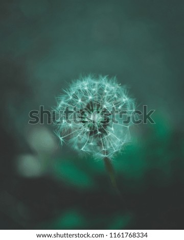 Similar – Foto Bild Nahaufnahme einer Fliederblüte von Globularia alypum mit Sonnenuntergangslicht in der Natur