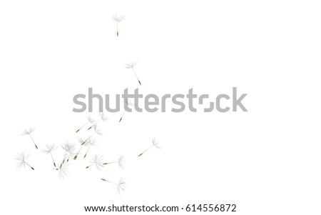 Dandelion. Close up of dandelion spores blowing away ,black background
