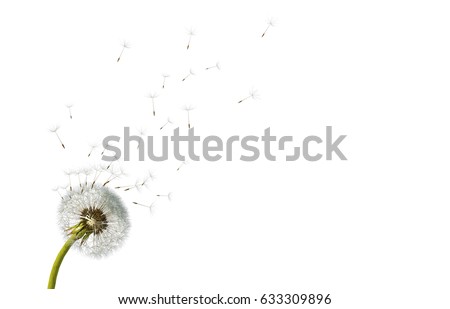 Dandelion. Close up of dandelion spores blowing away,blue sky background,isolated flower