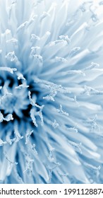 Dandelion Close Up. The Flower Looks Like It Is Made Of Snow And Frost. Light Blue Tinted Wallpaper For A Mobile Phone. Petals, Stamens And Pistils. Unusual Vertical Plant Background. Macro