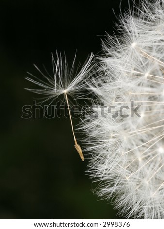 dandelion, close-up