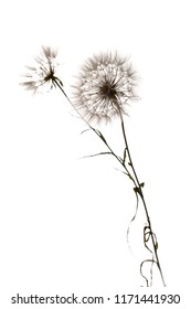 Dandelion Close-up. Air Beautiful Bud On A Light Background.