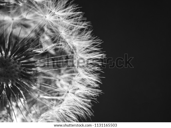 dandelion closeup macro black white wallpaper backgrounds textures stock image 1131165503 shutterstock