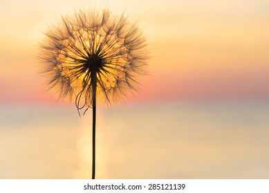 Dandelion close-up silhouette against sunset sky, meditative zen background - Powered by Shutterstock