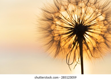 Dandelion close-up silhouette against sunset sky, meditative zen background - Powered by Shutterstock