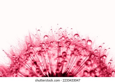 Dandelion in the dew drops on white background, macro. Place for text. Demonstrating Viva Magenta - trendy color of the year 2023 - Shutterstock ID 2233433047