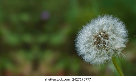 Dandelion, 蒲公英, Diente de león, टैरेक्सकम, Pissenlit, هندباء, ড্যান্ডেলিয়ন, Одуванчик. Dandelion Close-Up, Dandelion in Seed Stage, Sunny Day Dandelion,Seeds. Spring. Summer. Autumn. Background - Powered by Shutterstock