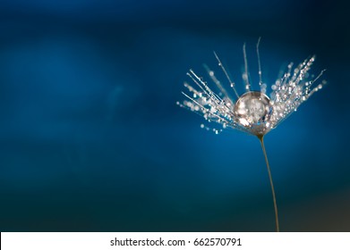 Dandelion with a drop of water. A beautiful macro seed of a dandelion on a blue background.