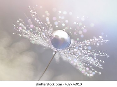 Dandelion with drops of dew in a silver color. Water drops on a parachutes dandelion on a beautiful silver background. Soft dreamy tender artistic image snowflake. Macro. - Powered by Shutterstock