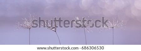 Dandelion with drops of rain or dew on a beautiful lilac background. Macro of dandelion seeds arranged in a row