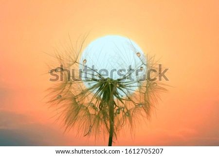 Similar – Image, Stock Photo daisies of the galaxy