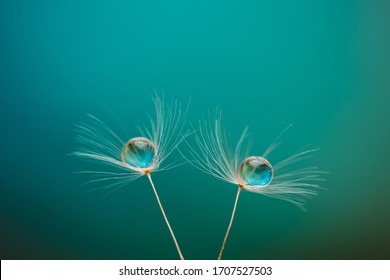 Dandelion with drops of water in a beautiful tonality. Macro of a dandelion. Turquoise background - Shutterstock ID 1707527503