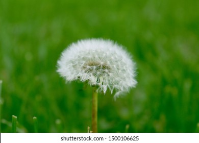 Dandelion In Edmonton Spring N Summer