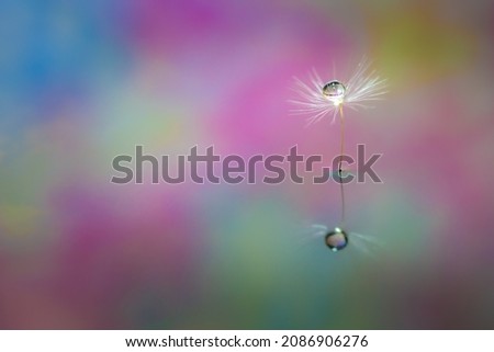 Similar – Image, Stock Photo Into The Sun. Daisy Meadow