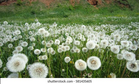 Dandelion Field