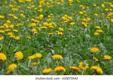 Dandelion Field.