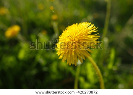 Image, Stock Photo 20.04.09 Plant Flower