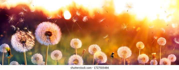 Dandelion Field With Flying Seeds At Sunset