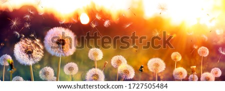 Dandelion Field With Flying Seeds At Sunset