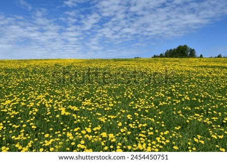 A dandelion field in spring
