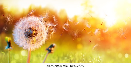 Dandelion In Field At Sunset - Freedom to Wish
 - Powered by Shutterstock