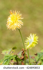 dandelion flower