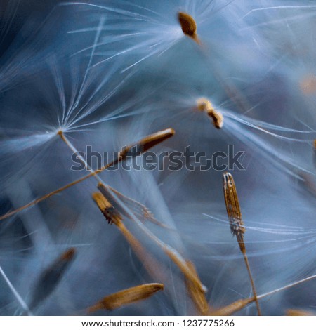 Similar – Foto Bild Herbstmohn Natur Pflanze