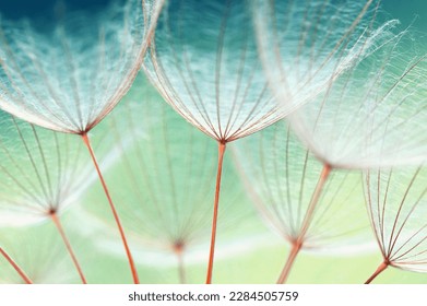 Dandelion flower  abstract floral background - Powered by Shutterstock