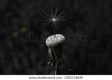 dandelion flower black and white