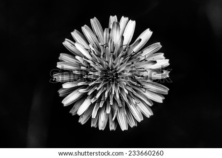 Dandelion Flower in Black and White