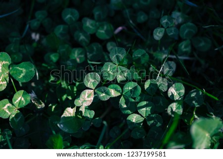 Similar – Image, Stock Photo Lights in the forest