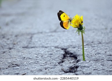 Dandelion flower in a crack on an asphalt road. Colorful butterfly on a dandelion flower. Copy space